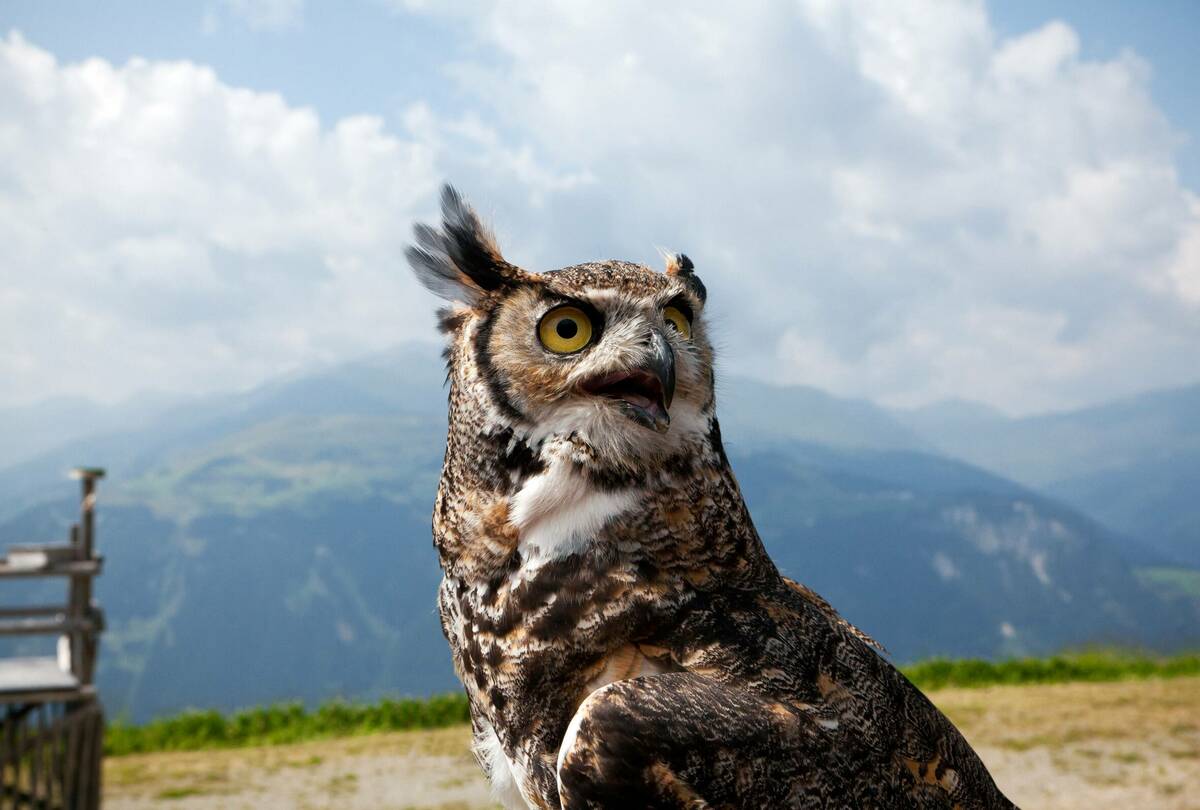 Mayrhofner Bergbahnen Appartement Mayrhofen